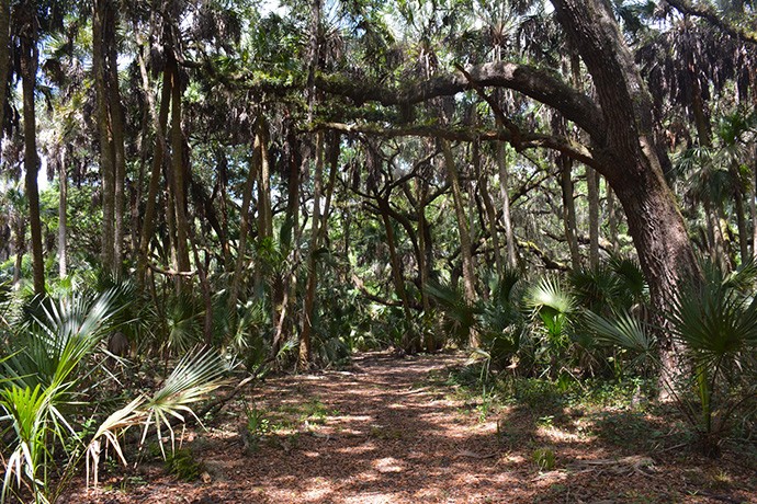 A dense, lush forest scene showcasing a path lined with palm fronds and towering trees, with sunlight filtering through the foliage.
