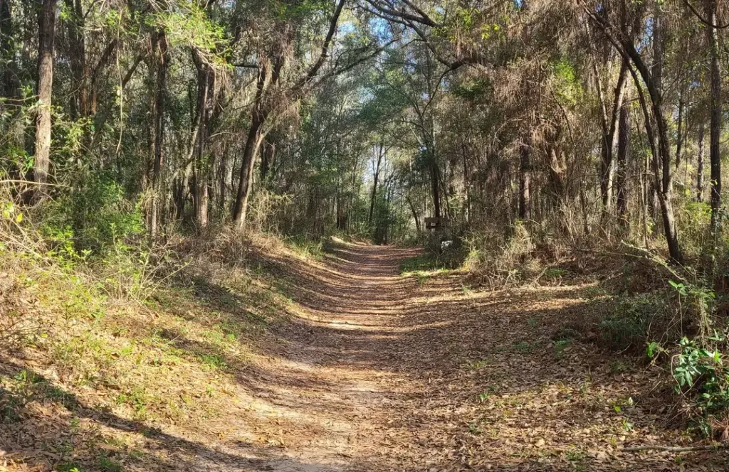 A sandy trail meanders through a wooded area in West Florida, surrounded by tall trees and fallen leaves.