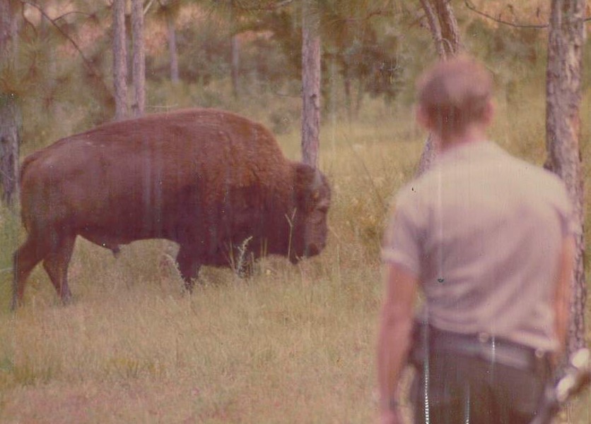 A law enforcement officer observing an American bison in a grassy area with trees in the background.