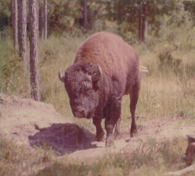 A close-up of an American Bison walking through a grassy area, surrounded by trees in the background.