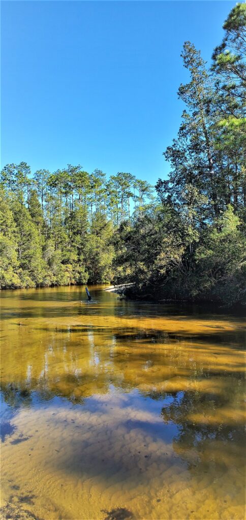 A serene river scene with clear water reflecting blue sky and surrounding lush green trees.