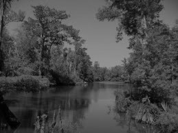A black and white image of a tranquil river surrounded by tall trees and lush vegetation.