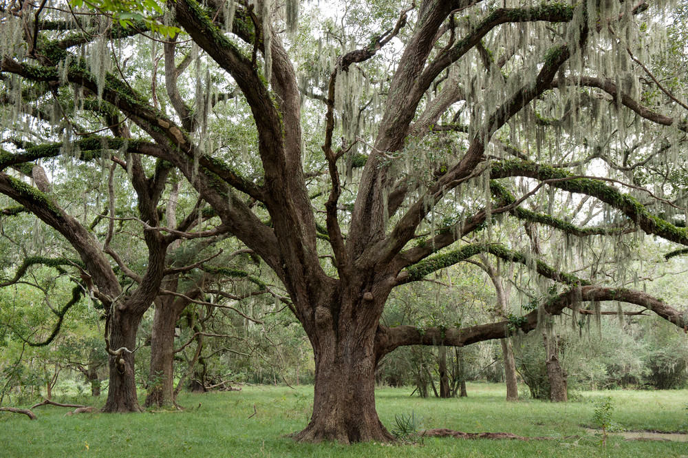 A large, moss-covered oak tree with sprawling branches in a lush green forest.