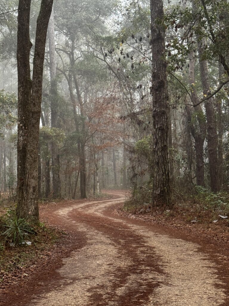 A winding dirt path through a misty forest, lined with trees and fallen leaves.