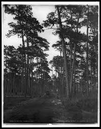 A black and white photograph of a forest path lined with tall pine trees under a cloudy sky.